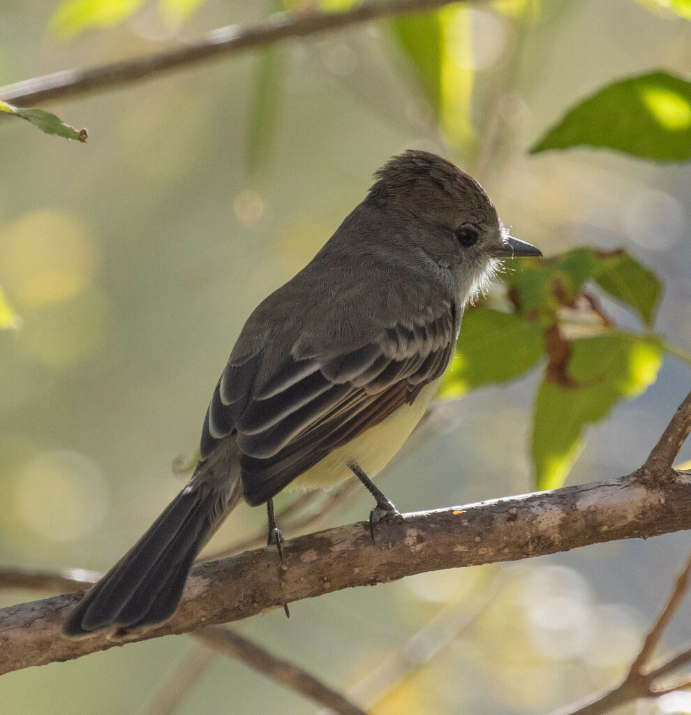 Myiarchus Flycatchers from La Paz, BCS, Mexico on January 18, 2024 at ...