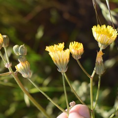 Crepis vesicaria