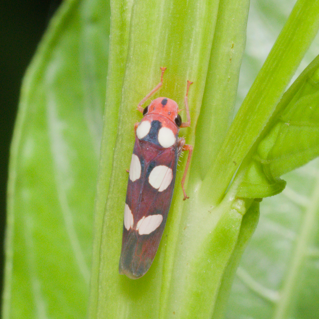 Tettisama quinquemaculata