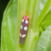 Tettisama quinquemaculata - Photo no hay derechos reservados, subido por Fernando Sessegolo