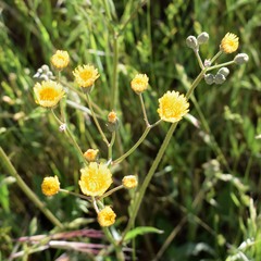 Crepis vesicaria