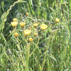 Crepis vesicaria