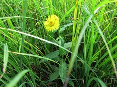 Inula japonica