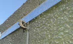 Chamaeleo chamaeleon