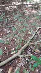 Streblus heterophyllus