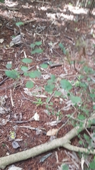 Streblus heterophyllus