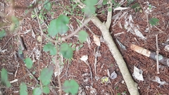 Streblus heterophyllus