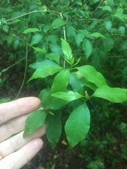 Ditrysinia fruticosa