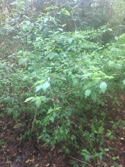 Ditrysinia fruticosa