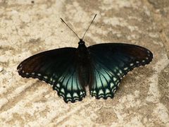 Limenitis arthemis arizonensis