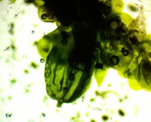 Inflated Scalewort (Frullania inflata)
