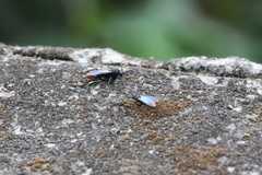 Tachypompilus analis