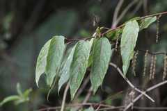 Stachyurus himalaicus