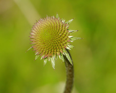 Echinacea atrorubens