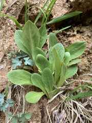 Primula pauciflora zionensis