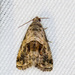 Harp-winged Tripudia Moth - Photo (c) Greg Lasley, some rights reserved (CC BY-NC), uploaded by Greg Lasley