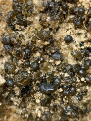 Nostocales