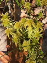 Sphagnum bartlettianum