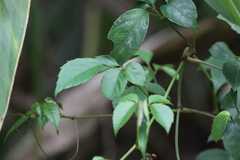 Causonis corniculata