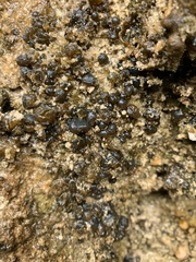 Nostocales