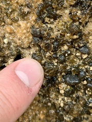 Nostocales