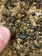 Nostocales