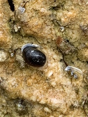 Physa zionis