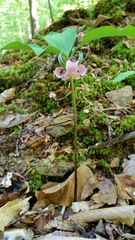 Trillium catesbaei