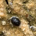 Wet-rock Physa - Photo (c) Corey Lange, some rights reserved (CC BY-NC), uploaded by Corey Lange
