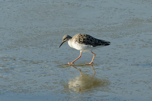 Combatiente (Calidris pugnax)