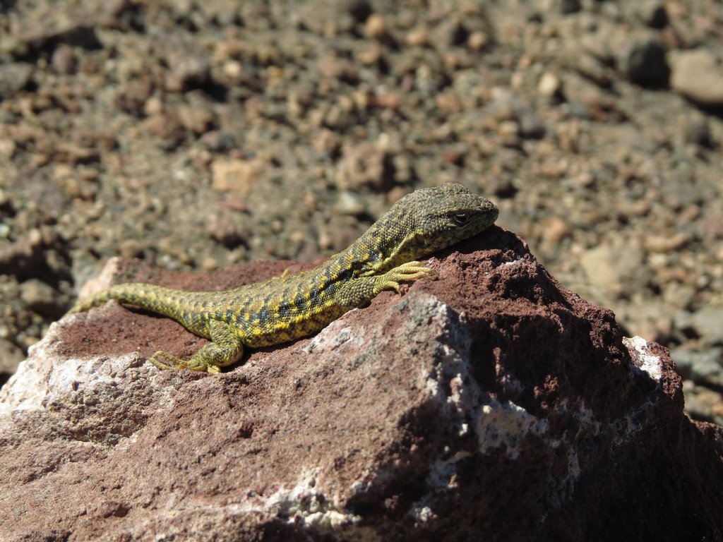 Beautiful Lizard