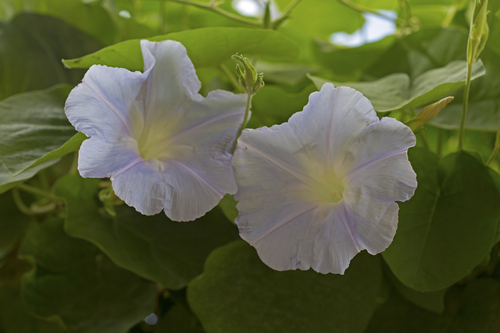 Ipomoea indica observed 2015-10-25