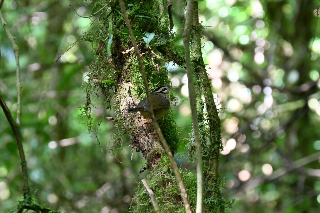 Costa Rican Warbler from Alajuela Province, San Ramón, Costa Rica on ...