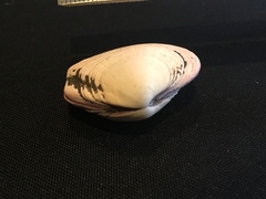 Semele decisa
