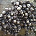 Black Turban Snail - Photo English: , no known copyright restrictions (public domain)