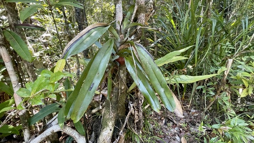 Angraecum eburneum, photograph 5