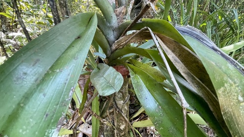 Angraecum eburneum, photograph 6