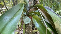 Angraecum eburneum, photograph (c) Ioannis Magouras, some rights reserved (CC BY)