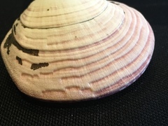 Semele decisa