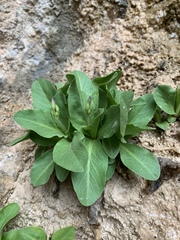 Primula pauciflora zionensis