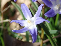 Scilla forbesii