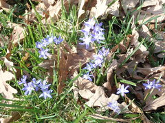 Scilla forbesii