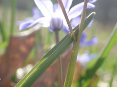 Scilla forbesii