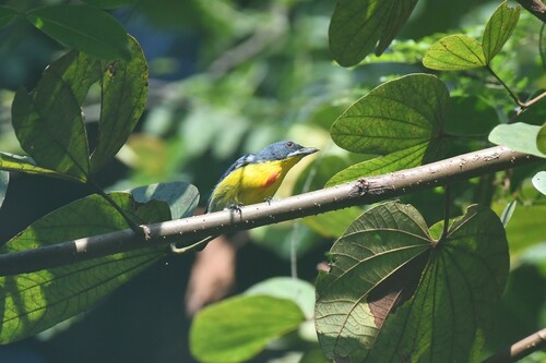 Crimson-breasted Flowerpecker (Prionochilus percussus), photo 6