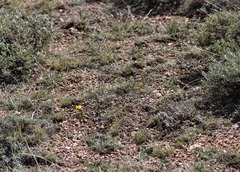 Ranunculus glaberrimus ellipticus