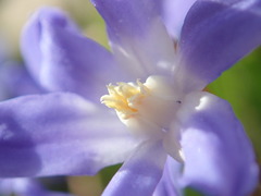 Scilla forbesii