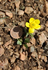 Ranunculus glaberrimus ellipticus