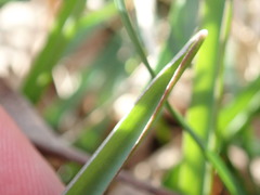 Scilla forbesii