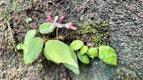 Begonia nana (Begonia nana)