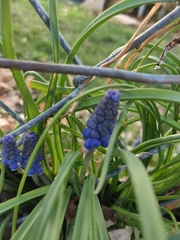 Muscari armeniacum